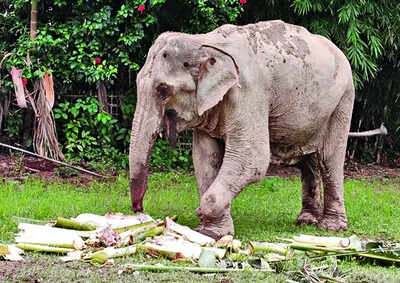 Crippled Maniki’s 6-day walk sparks outrage in Assam | India News