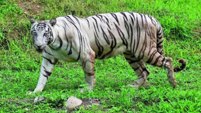 Whose white tiger is it? Turf war over shifting safari in MP | India News