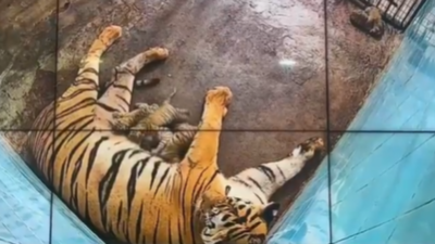 Delhi: 2 of 6 tiger cubs born last week in zoo die; 4 under close watch | India News