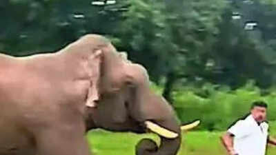 Close call in Karnataka’s Bandipur: 50-year-old man alights from car to take elephant’s pic, trampled; thrill-seekers continue to flout forest laws, say officials | Bengaluru News