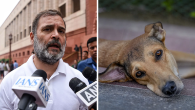 ‘Public safety, animal welfare go hand in hand’: Rahul on SC’s stray dog order; terms blanket removals ‘cruel’ | India News