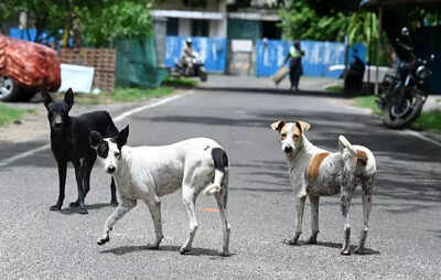 Prayagraj launches drive to control stray dog population | India News