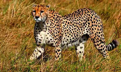 Cheetah trekked 130km from Kuno, rescued | India News