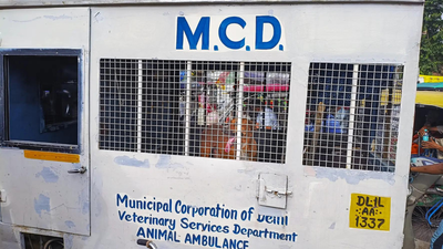 Delhi Stray Dogs: 700 caught near Red Fort ahead of Independence Day; helpline, phase-wise removal drive planned by MCD | Delhi News
