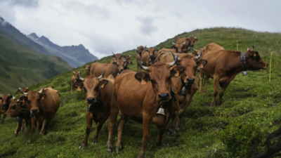 National animal status for cow? Centre gives details in Parliament – Here’s what it said | India News
