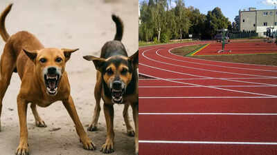 Tragic shocker! Para-athlete dies after rabid dog attack | More sports News