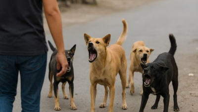 SC stray dog order row: How the world manages its stray dog populations — from sterilisation drives to euthanasia