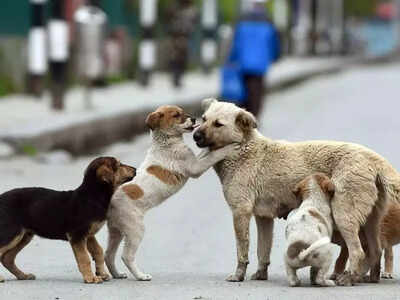 SC order on stray dogs: The staggering cost of sheltering Delhi’s street canines – explained | India News