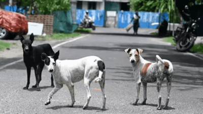 Show compassion for stray dogs, Buddhist scholars urge Supreme Court | India News