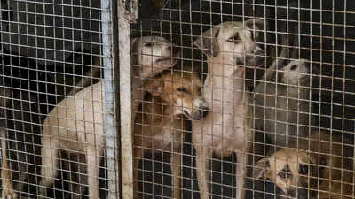 SC stray order: Study finds most human–street dog encounters in India peaceful; aggression seen in only 2% | India News