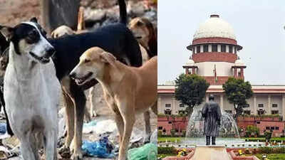 Delhi stray dogs issue: Do not ascribe to ‘virtue signalling’ over animal care, says SC; read full order | India News