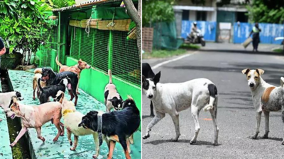 3-judge Supreme Court bench to hear issue of stray dogs afresh | India News