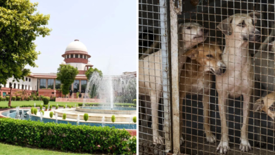 ‘Vocal minority vs silent majority’: Larger SC bench hears stray dogs case; stay on order sought | India News