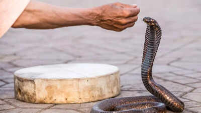 15-yr-old survives cobra bite after 76 anti-venom shots | India News