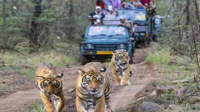 Ranthambore tiger safari horror: Guide abandons vehicle mid-jungle in dark; 3 vehicles, drivers banned | Jaipur News