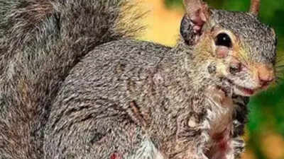 After ‘Frankenstein’ rabbits, ‘zombie squirrels’ are haunting Americans |