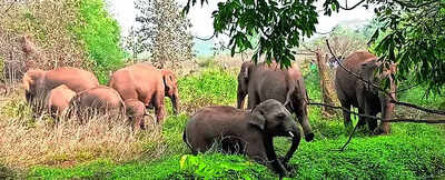 79 jumbos died in train collisions in 5 years: Govt | India News