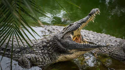 Mother battles crocodile, saves 5-year-old | India News