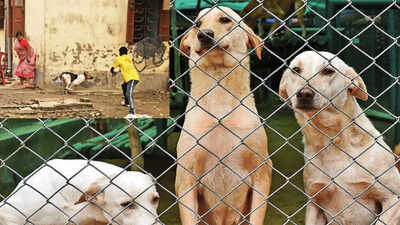 Birth control programme only way to control stray dog population: Centre | India News