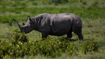 South African rhino breeder detained amid smuggling scandal