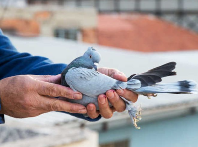 Terror on wings: Pigeon carrying warning to blow up Jammu railway station caught, security beefed up; police probe whether prank or conspiracy | India News