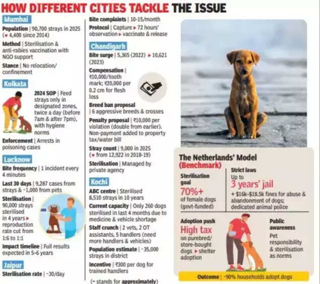 ‘Will look into it’: CJI Gavai on stray dogs order; Supreme Court had earlier barred relocation, killing | India News