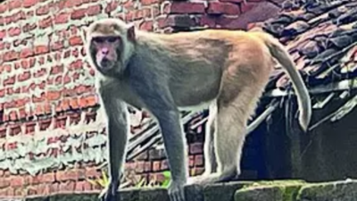 ‘Not just bananas, snatching funds too’: MP monkeys raid temples, villages; Panchayats left helpless | Bhopal News
