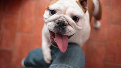 Sit, stay… vote? US woman accused of casting ballot in dog’s name; faces felonies over ‘paw-litical’ fraud