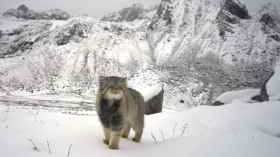 Arunachal Pradesh records first-ever photographic evidence of the elusive Pallas’s cat | India News