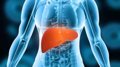 Liver Health: Liver sometimes can’t fix itself, even after you quit alcohol: Scientists explain why heavy drinking stops the liver from healing |