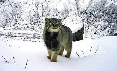 Survey captures first photo of Pallas’s cat in Arunachal | India News