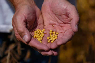‘Pawn in trade negotiation’: China refuses to buy US soybeans; Donald Trump admin plans support for farmers