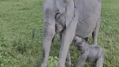 ‘Mayabini’: Kaziranga welcomes baby elephant; named after Zubeen Garg’s song | India News