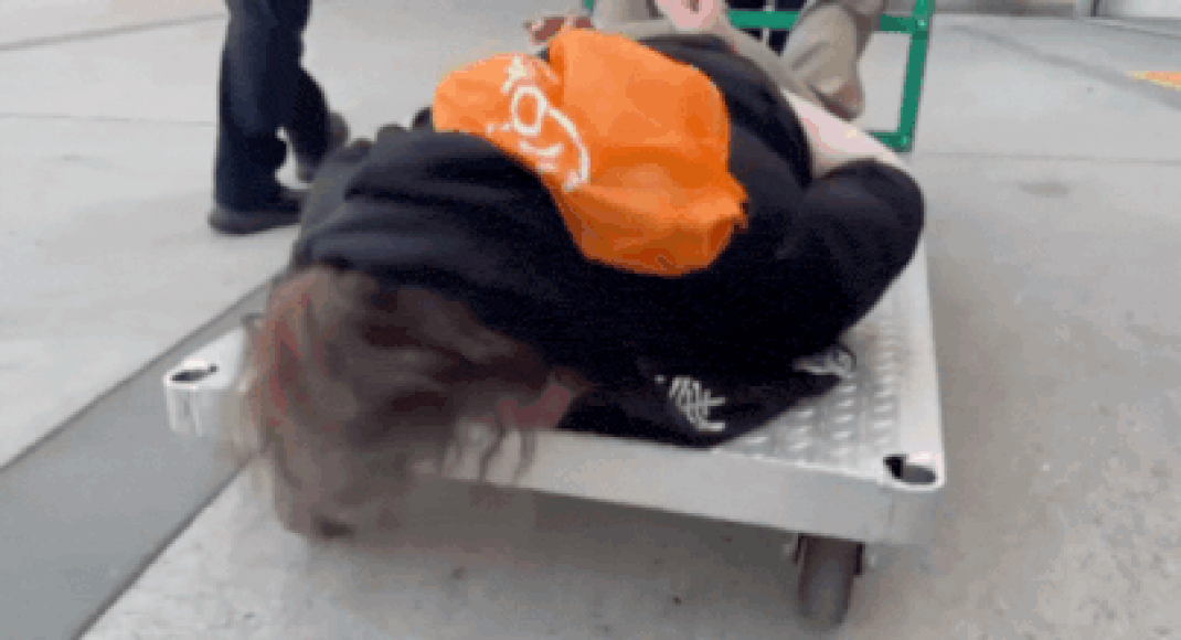 ‘Refuse to walk? We’ll give you a ride’: ICE officials cuff and wheel protester away on cart – Watch