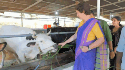 Watch: Priyanka Gandhi visits dairy farm in Kerala; meets ‘cutie pie’ named Alia Bhatt | India News