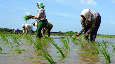Total acreage of Kharif crops crosses normal sown area of the season; decline seen for oilseeds | India News