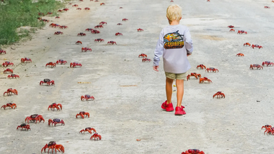 Oh crab! Annual migration of shellfish begins; Australian island turns red