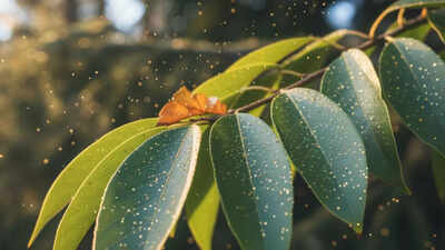 Can gold grow on trees? Scientists find nature’s hidden gold-making process |