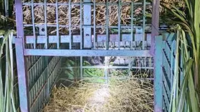 Leopard mauls 9-year-old girl to death in Kheri; 3rd fatal attack in 5 days | Bareilly News