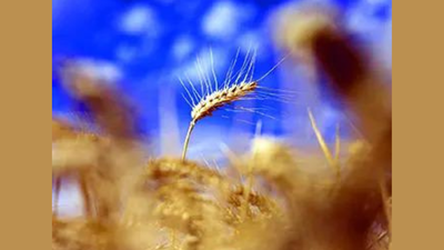 Government seeks views on including PDS food grains in CPI series | India News