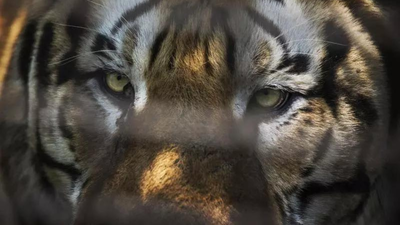 Madhya Pradesh: Carcass of ‘poached’ tiger found, 2 forest officials suspended; tigress, 3 cubs missing | India News