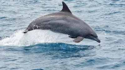 India’s marine mammal research set to advance with new acoustic tracking efforts | India News