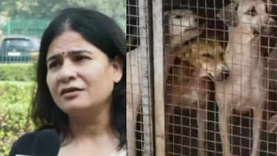 ‘Going to be a nightmare in country’: Animal rights activist fumes over SC directive to remove stray dogs from all institutions | Delhi News