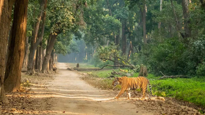 SC issues notice on 7-year stay in Corbett poaching case | India News