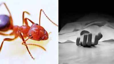 ‘Sorry. Can’t live with them anymore’: Telangana woman kills self over fear of ants; leaves apology note behind | Hyderabad News