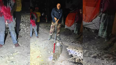 ‘They came from ponds’: 40 crocodiles rescued from Haridwar homes and fields, locals fear return; forest dept on alert | Dehradun News