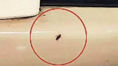 Far from premium! Passenger finds cockroaches on Gwalior–Bhopal Vande Bharat Express, shares video; railways reacts – watch | Bhopal News