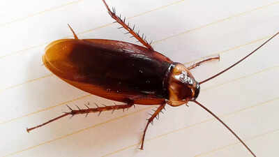 Cockroaches are secretly polluting your indoor air: Why pest control matters for clean and healthy homes |