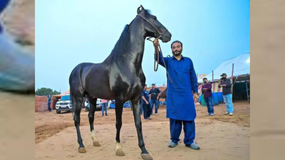 Horses take centre stage at Pushkar fair this year with sales totalling Rs 75 lakh | India News