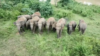 Elephants trample man to death, cause havoc day after at funeral | India News